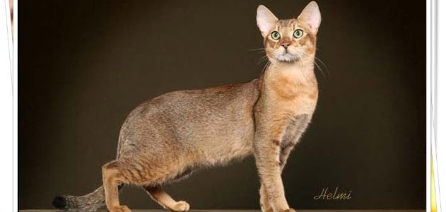 แมวอะบิซิเนียน (Abysinian cat)