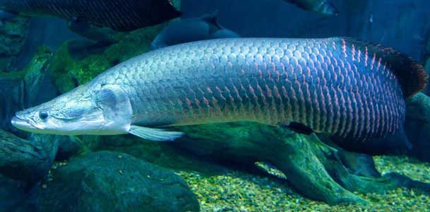 “ปลาช่อนยักษ์อเมซอน” ตัวทำลายระบบนิเวศ