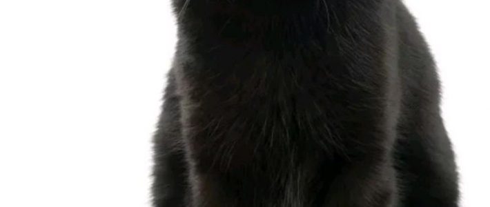 แมวดำนิลรัตน์