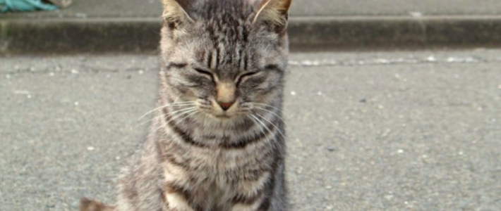 แมวญี่ปุ่นแสนรู้ ช่วยคนตกคลองชลประทาน