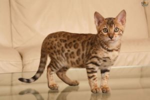 The Bengal