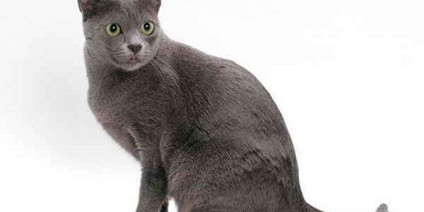 แมวสีสวาดหรือแมวโคราช (Korat cat)