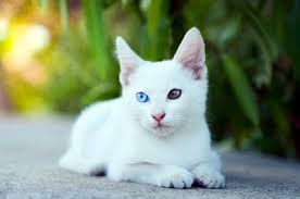 แมวขาวมณี หรือ ขาวปลอด (Khao Manee)