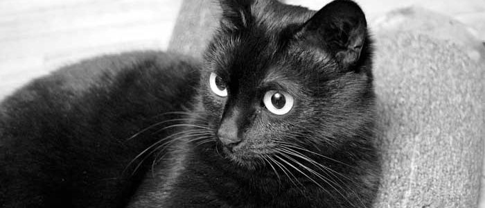 รู้จักแมวดำนิลรัตน์